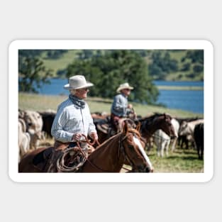 Preparing to herd cattle Sticker